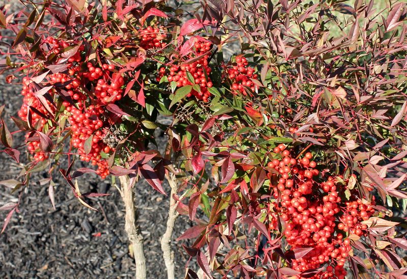 Seeds Spread By Birds Have Pushed It Into Nearby Woods Seeds Spread By Birds Have Pushed It Into Nearby Woods