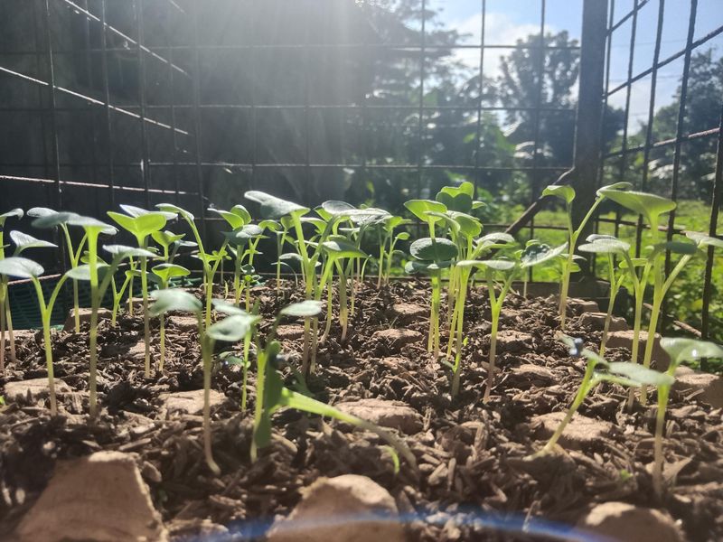 Seeds Sprout In A Few Days