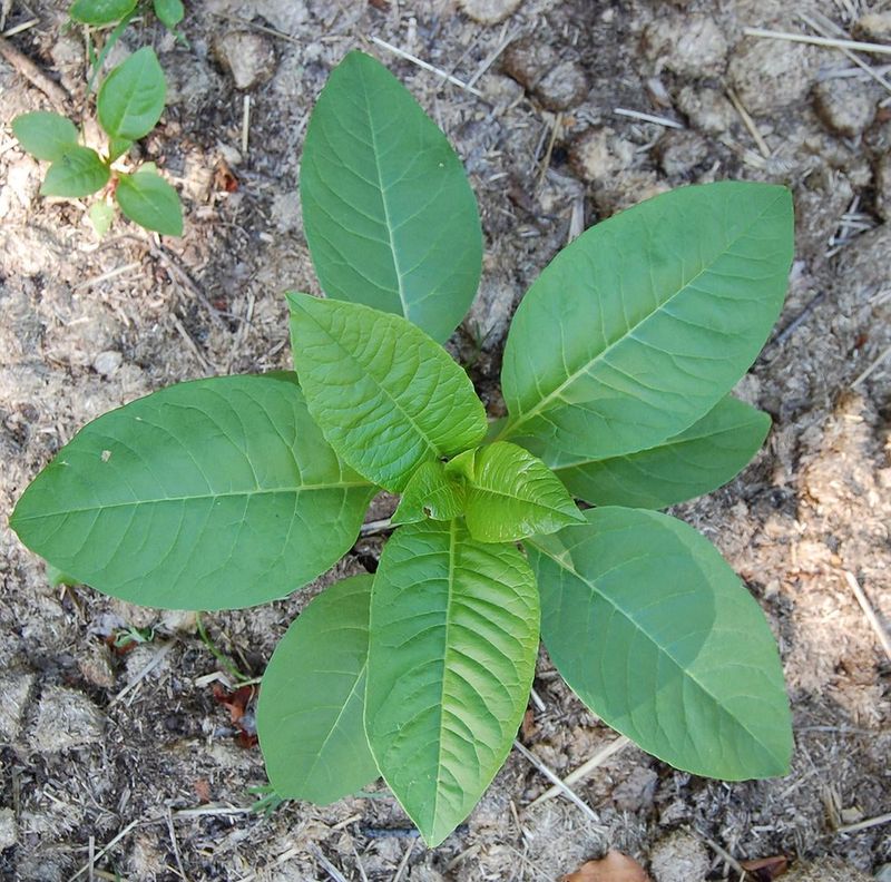 Seeds Stay Alive In The Soil For Years Seeds Stay Alive In The Soil For Years