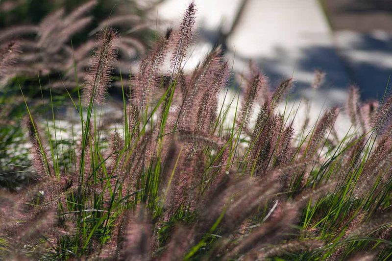 Seeds Stay Viable For At Least Seven Years