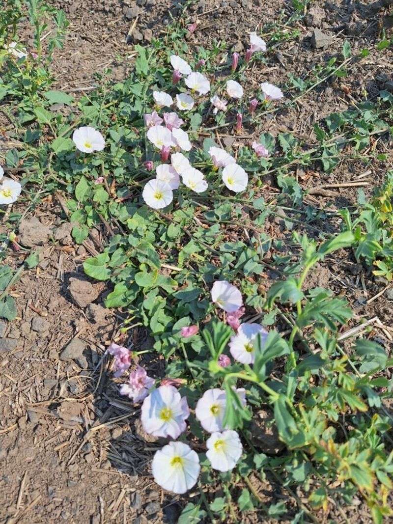 Seeds Wait In The Soil For Decades Seeds Wait In The Soil For Decades