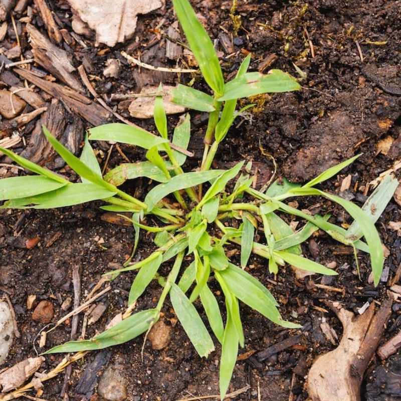 Seeds Wait Out The Winter In The Soil