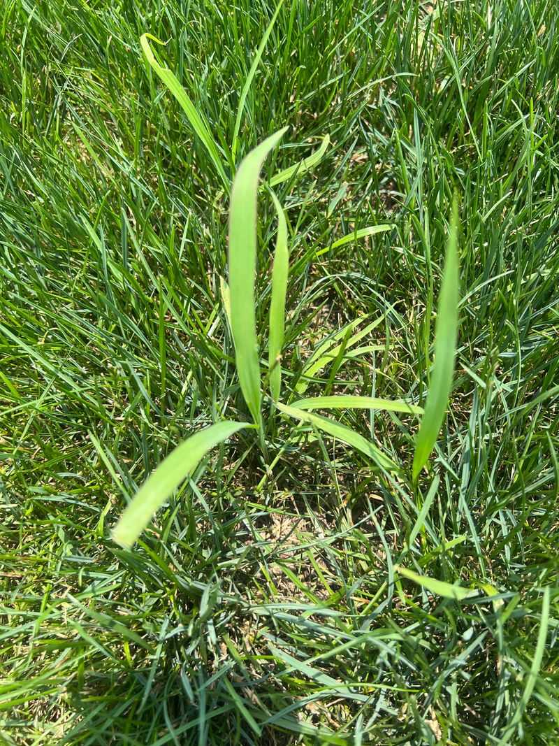 Selective Herbicides Work Better Than Pulling