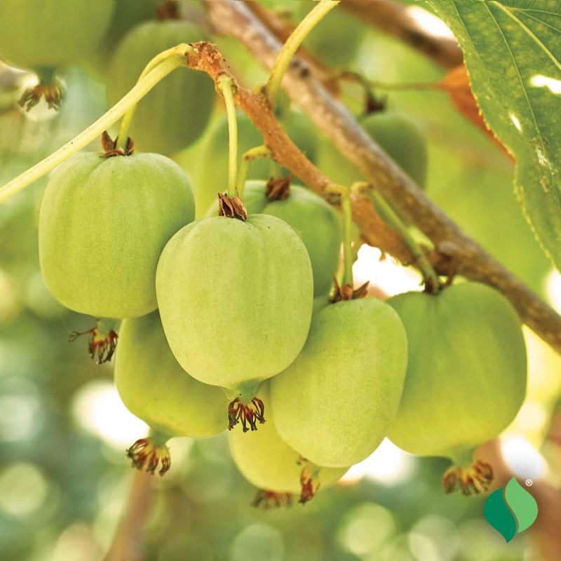 Self-Fertile Varieties Come With Trade-Offs Self-Fertile Varieties Come With Trade-Offs