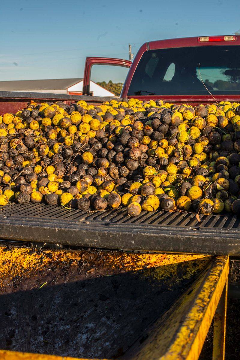 Sell Them At A Hulling Station Sell Them At A Hulling Station