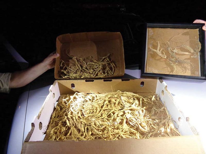 Selling Roots To A Licensed Indiana Dealer Selling Roots To A Licensed Indiana Dealer