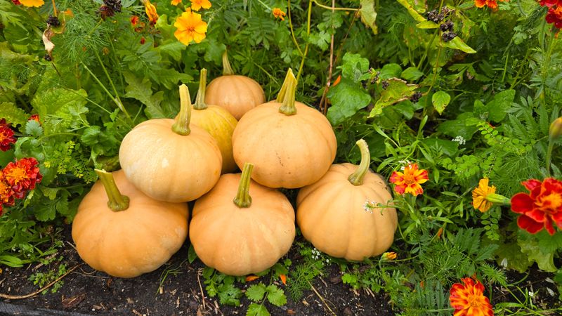 Seminole Pumpkins Built For Southern Heat