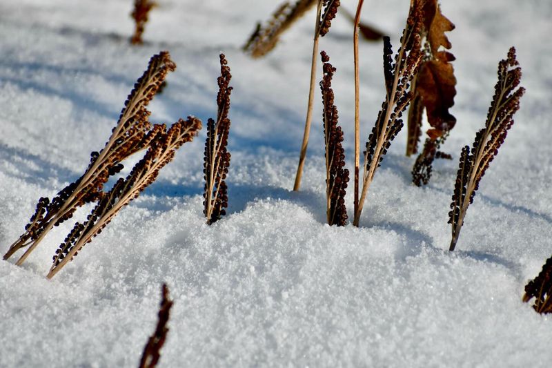 Sensitive Fern Bead Sticks Bring Winter Interest Sensitive Fern Bead Sticks Bring Winter Interest
