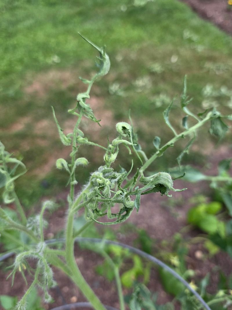 Sensitive Garden Crops Like Tomatoes May Show Twisted Growth
