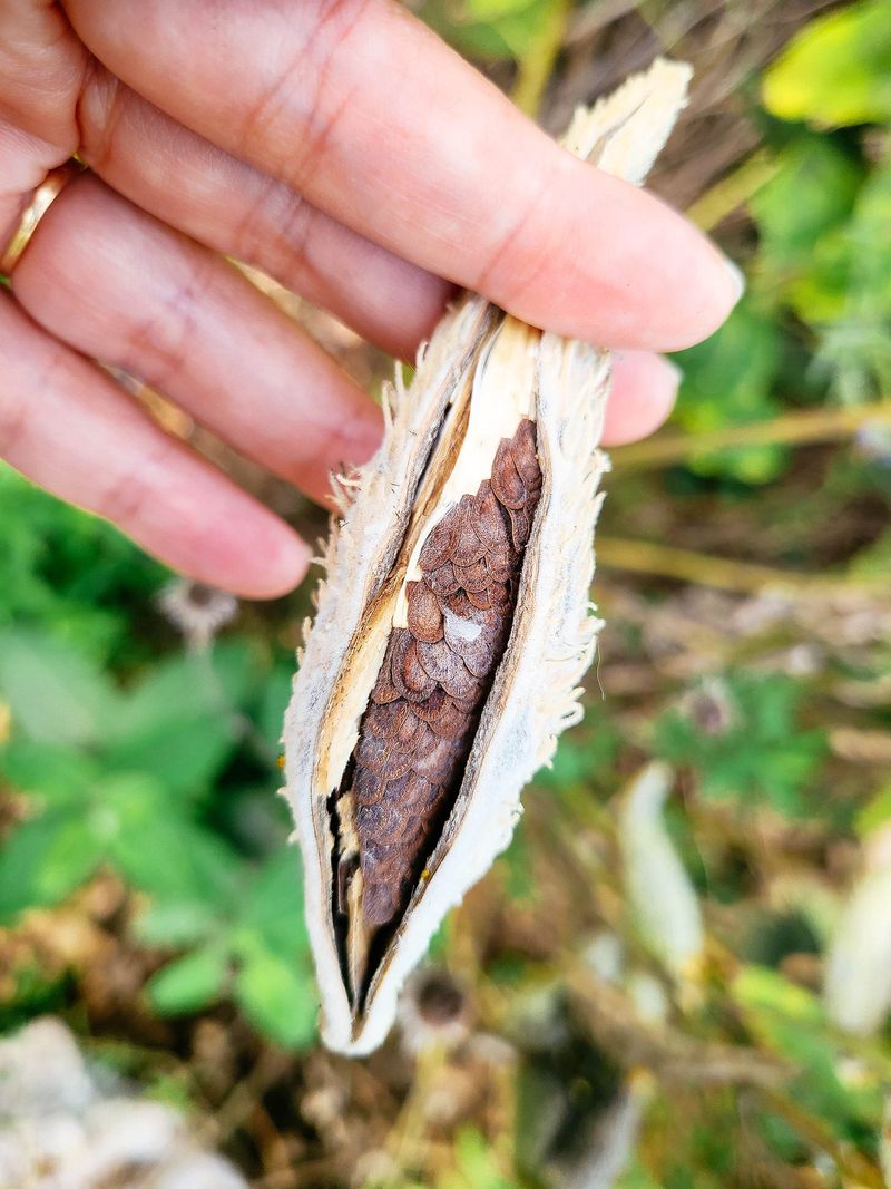 Separating The Silky Fluff Makes Seeds Easier To Store