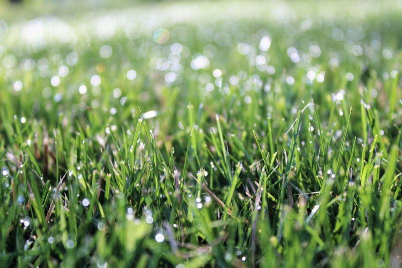 September Seeding Gives Fescue A Head Start On Winter September Seeding Gives Fescue A Head Start On Winter