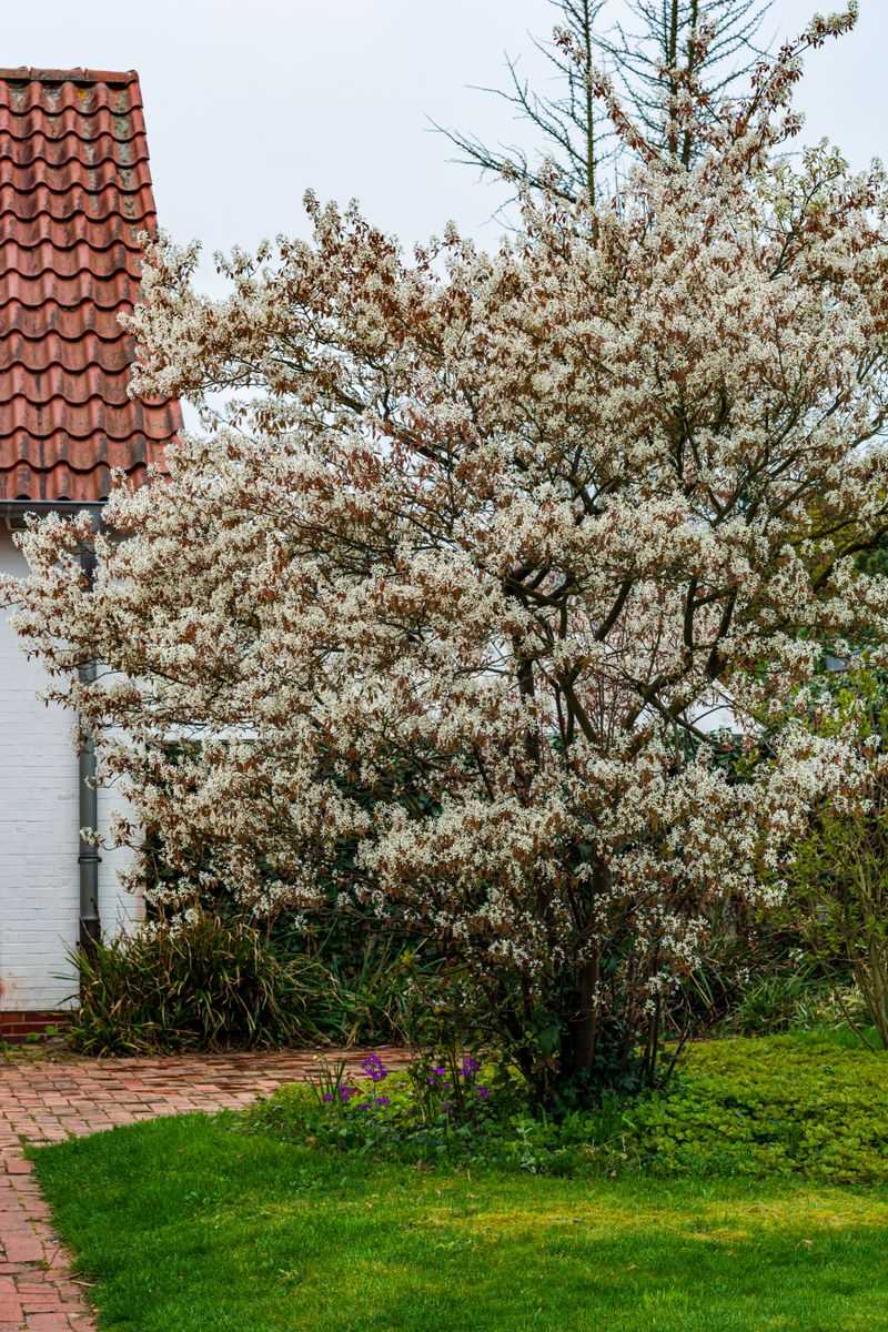 Serviceberry Fits Small Yards