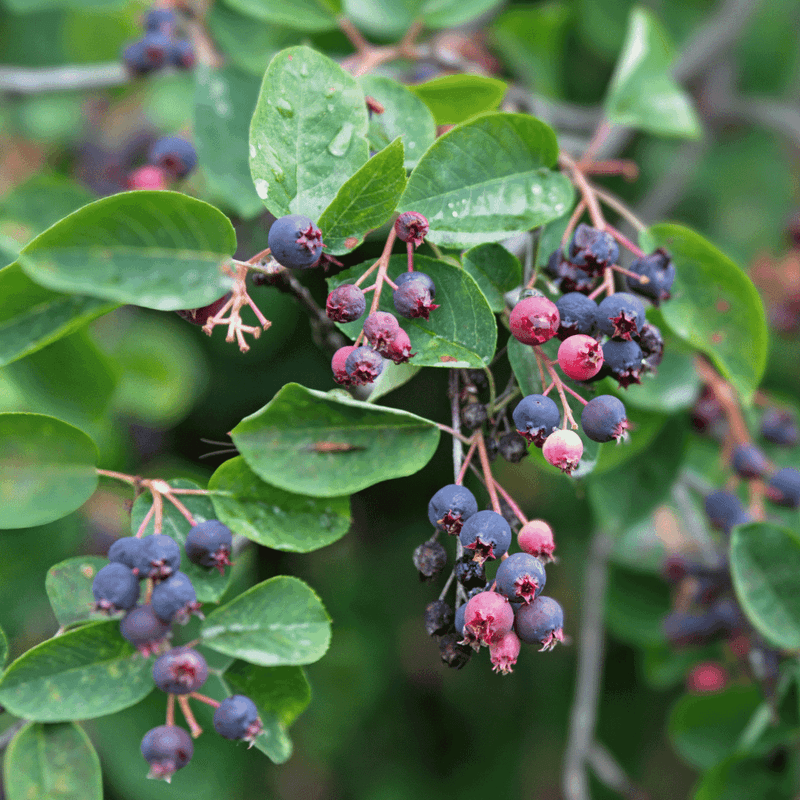 Serviceberry For Spring Flowers And Summer Berries Serviceberry For Spring Flowers And Summer Berries