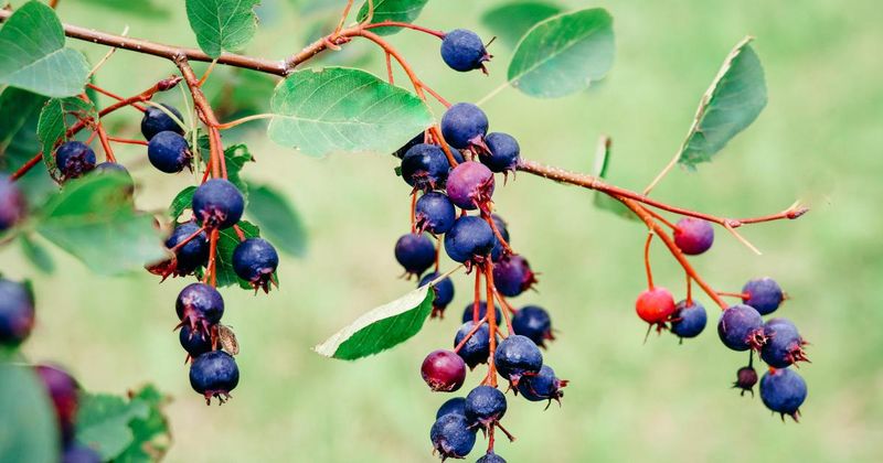Serviceberry For Tough, Four-Season Interest