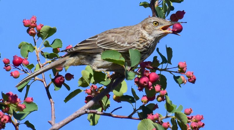 Serviceberry Gives You Spring Blooms And Summer Berries The Birds Adore Serviceberry Gives You Spring Blooms And Summer Berries The Birds Adore