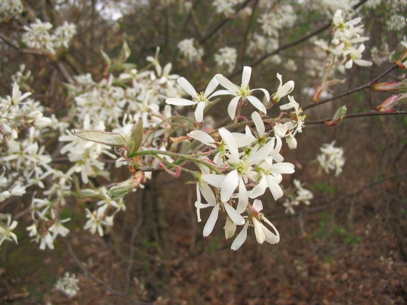 Serviceberry Gives You Spring Blooms Without The Pear Problems