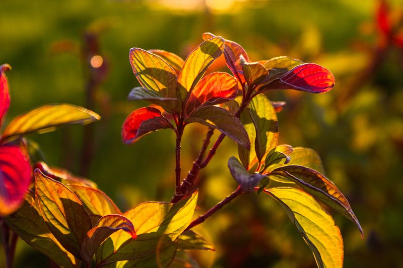 Serviceberry Glows In Orange Serviceberry Glows In Orange
