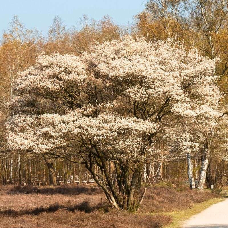 Serviceberry Serviceberry