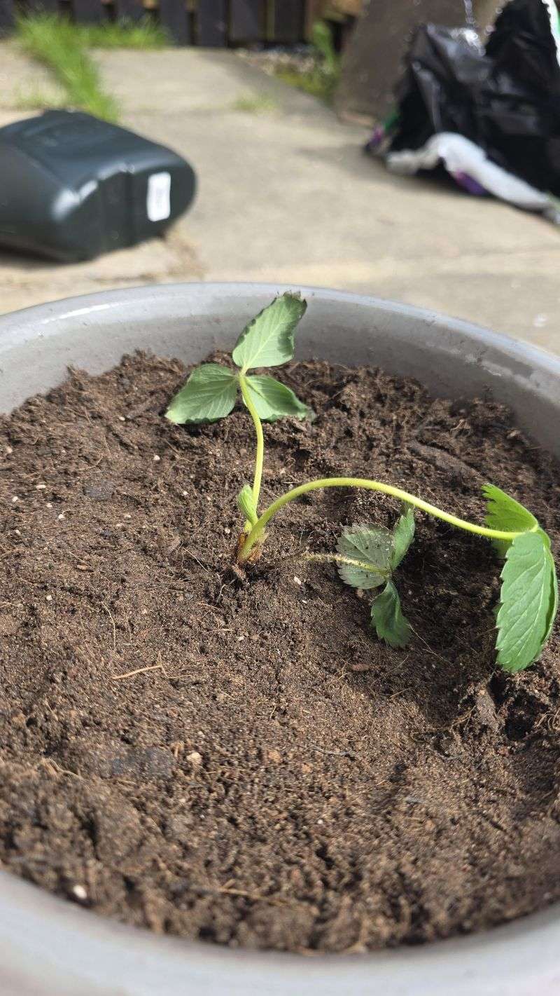 Set Each Crown Level With The Soil Surface