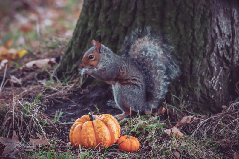 Set Out Pumpkin Pieces For Backyard Squirrels And Deer