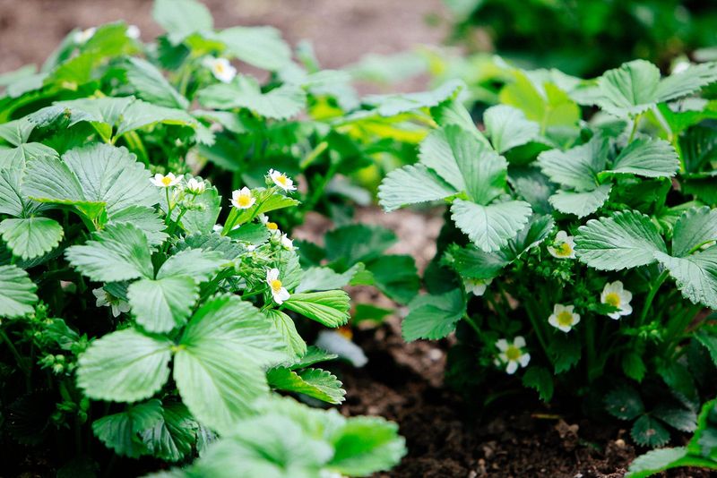 Set Out Strawberry Plants For Spring Berries