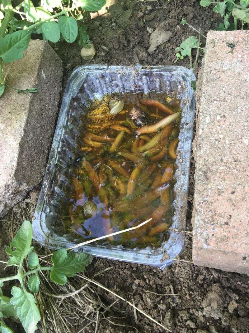 Set Out Traps For Late-Season Slugs Set Out Traps For Late-Season Slugs