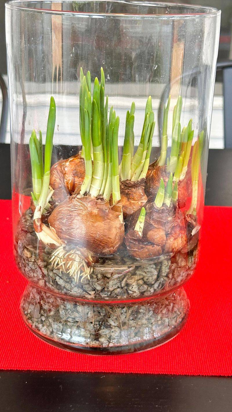 Set Paperwhites On Pebbles With Water Just Below The Bulbs