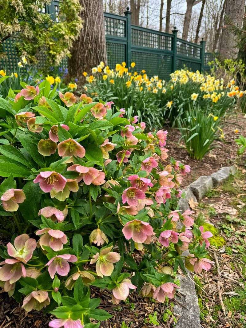Set The Crown Level With The Surrounding Soil When Planting