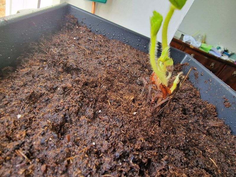 Set The Crown Right At Soil Level Set The Crown Right At Soil Level