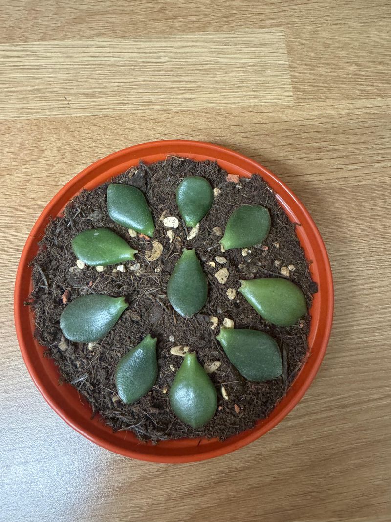 Set The Leaf On Top Of The Soil Set The Leaf On Top Of The Soil