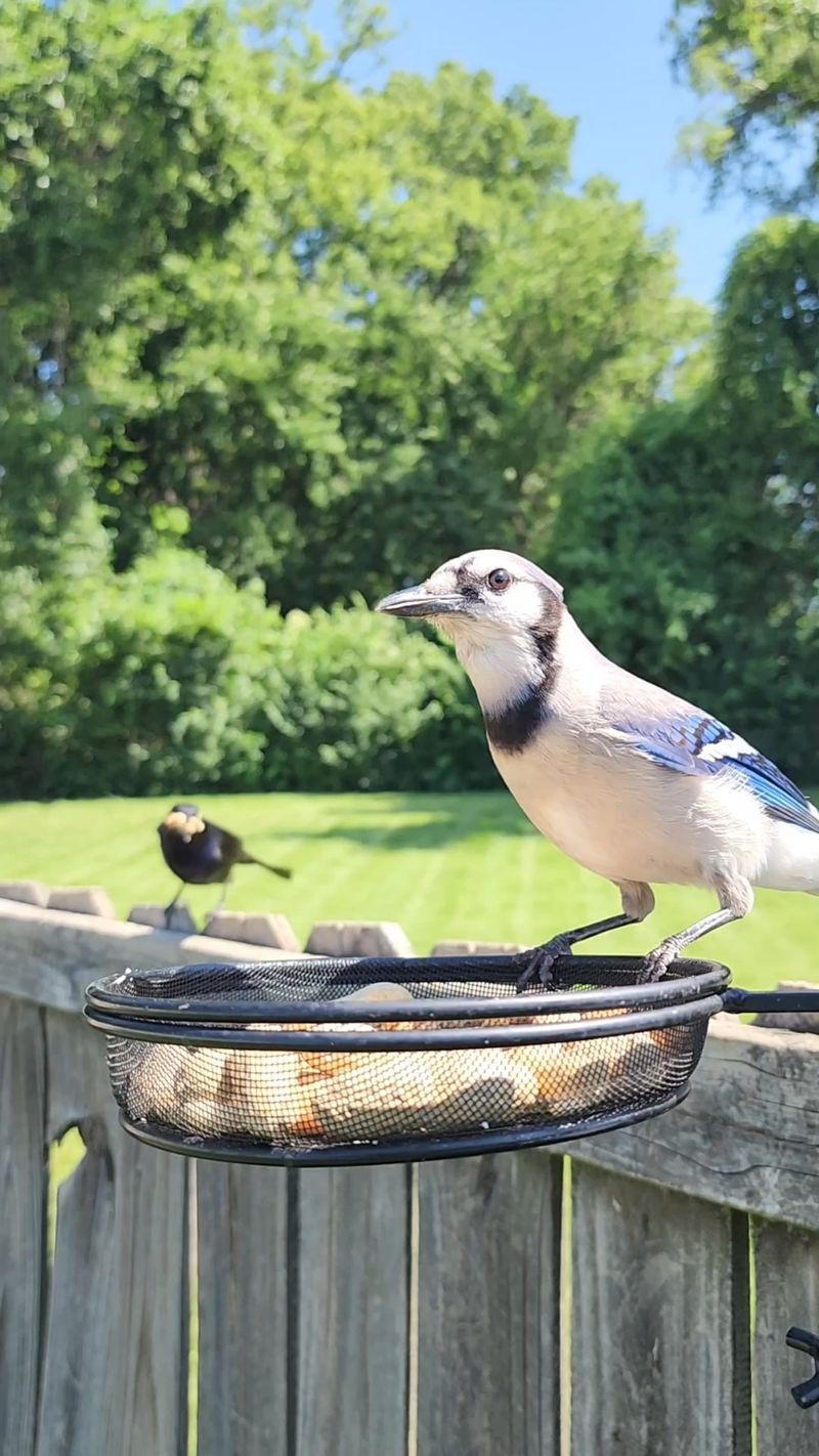 Set Up A Peanut Decoy Feeder Away From The Main Station