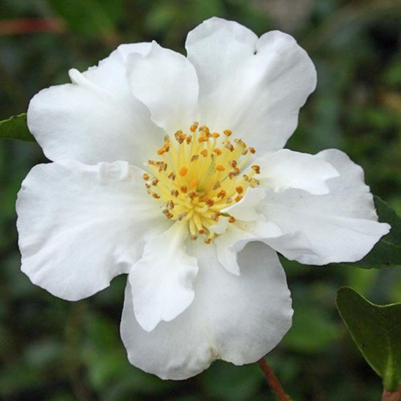 Setsugekka Camellia