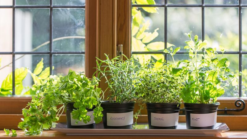 Settle New Herb Starts On A Bright Windowsill Settle New Herb Starts On A Bright Windowsill