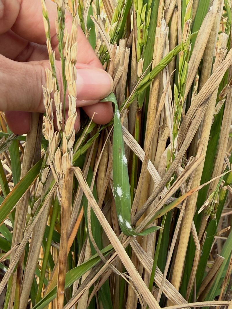 Several Common Grasses Could Be Vulnerable