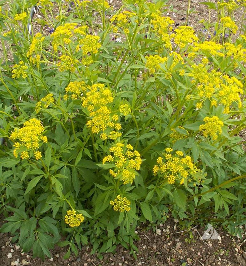 Several Plants Look Like Wild Parsnip Rosettes In Fall Several Plants Look Like Wild Parsnip Rosettes In Fall