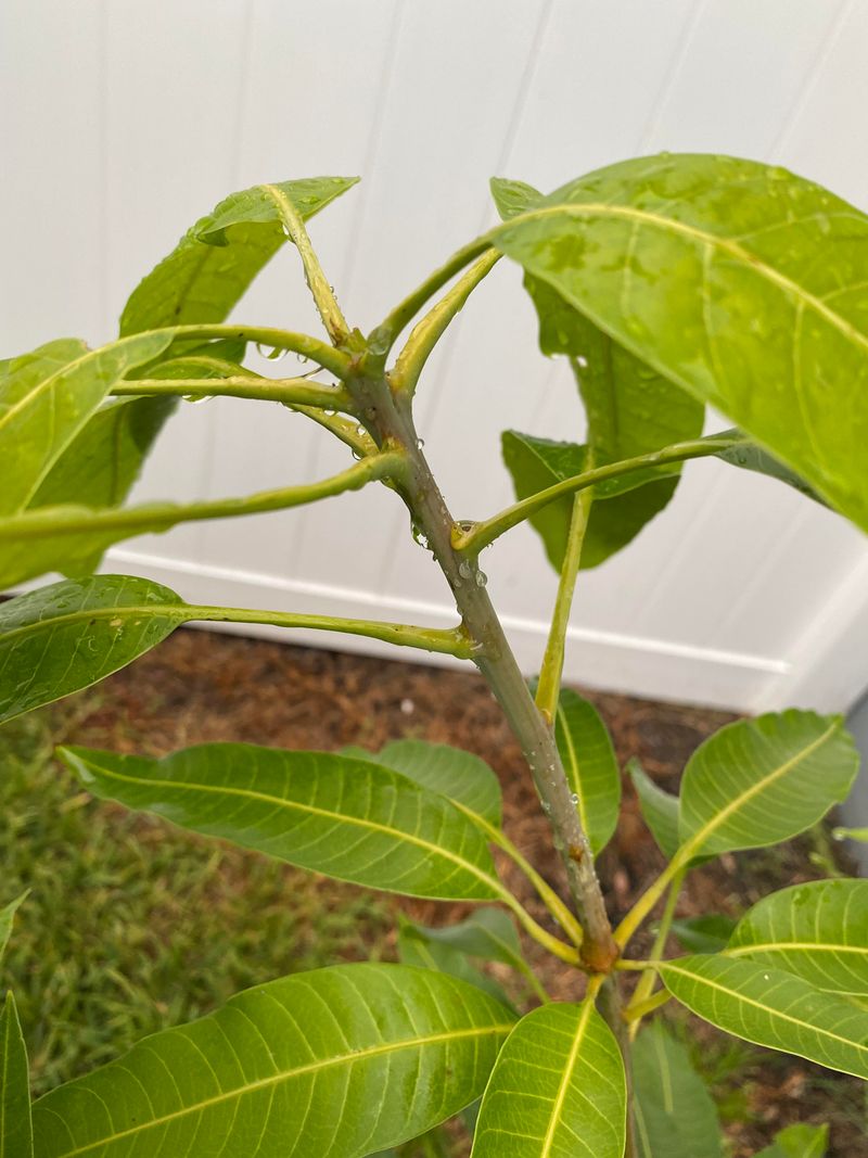 Severe Cuts May Reduce Fruit For Several Years