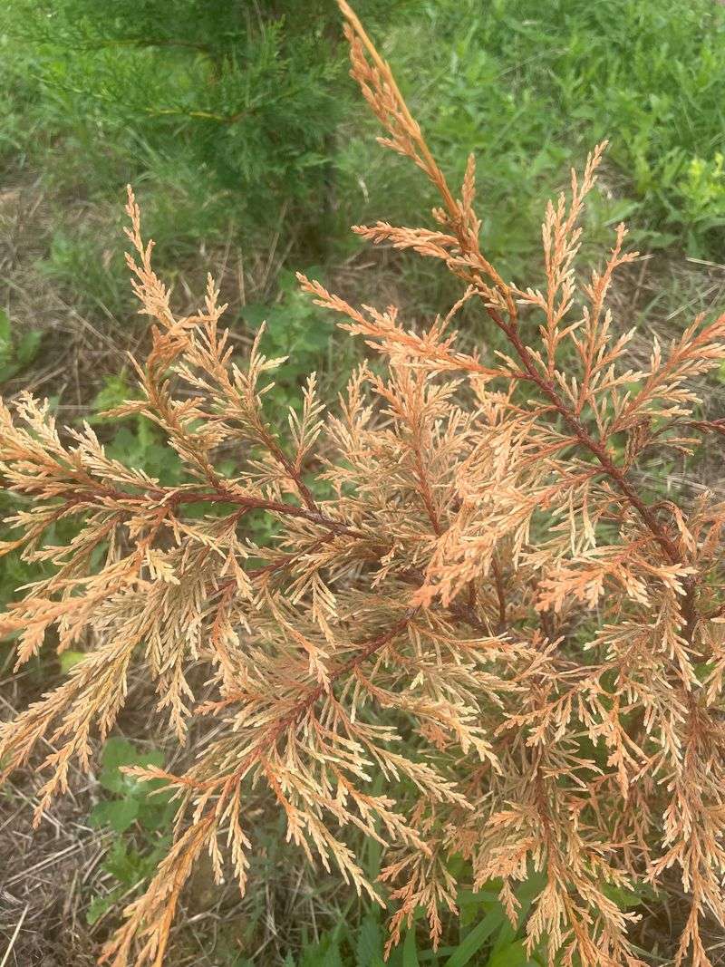 Severe Root Damage Can Make Recovery Unlikely