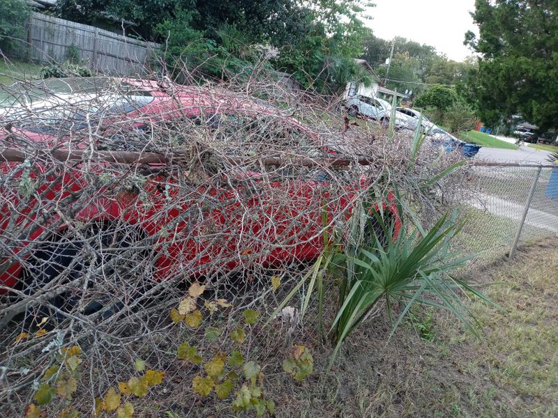 Severely Overgrown Vines May Need Gradual Renovation Severely Overgrown Vines May Need Gradual Renovation