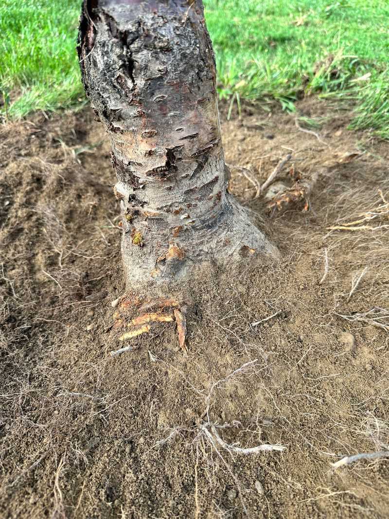 Shade Exposed Trunks And Roots Right Away Shade Exposed Trunks And Roots Right Away