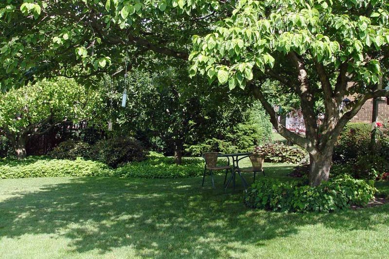 Shade Starves Sun-Loving Grass
