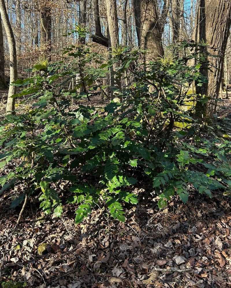 Shade Tolerance Helps This Shrub Spread Beneath Forest Canopies