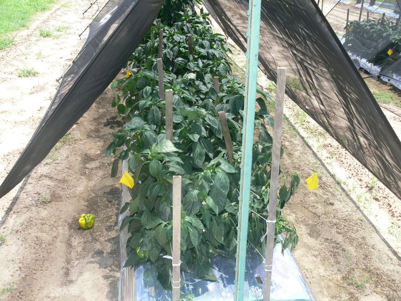 Shade level and crop determine the yield response Shade level and crop determine the yield response