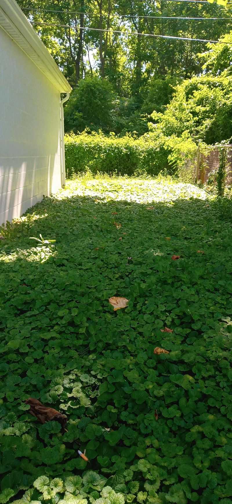 Shady, Damp Spots Are Where It Thrives Shady, Damp Spots Are Where It Thrives