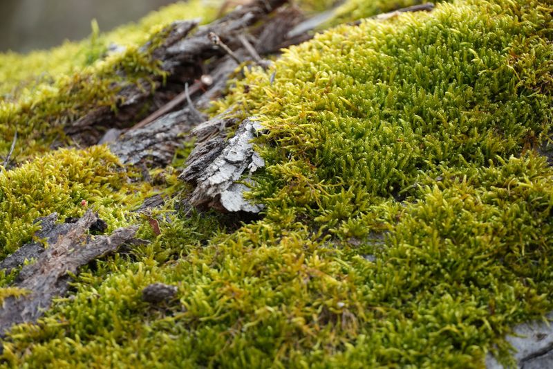 Shady Spots Stay Damp Longer