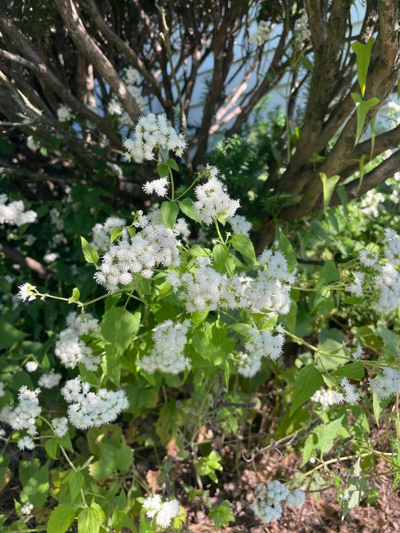 Shady Woods Near Your Yard May Grow White Snakeroot