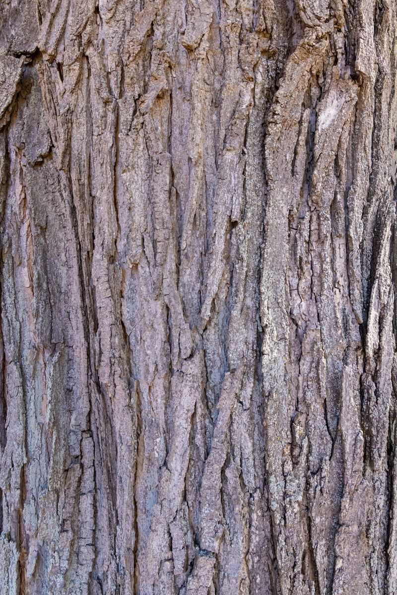 Shagbark Hickory, Alabama's Shaggy Squirrel Pantry