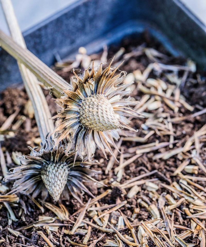 Shake And Pull The Seeds From The Cones