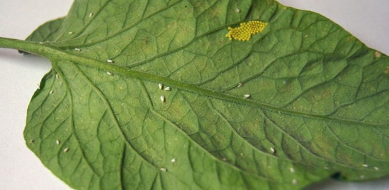 Shake Plants To Reveal Whiteflies