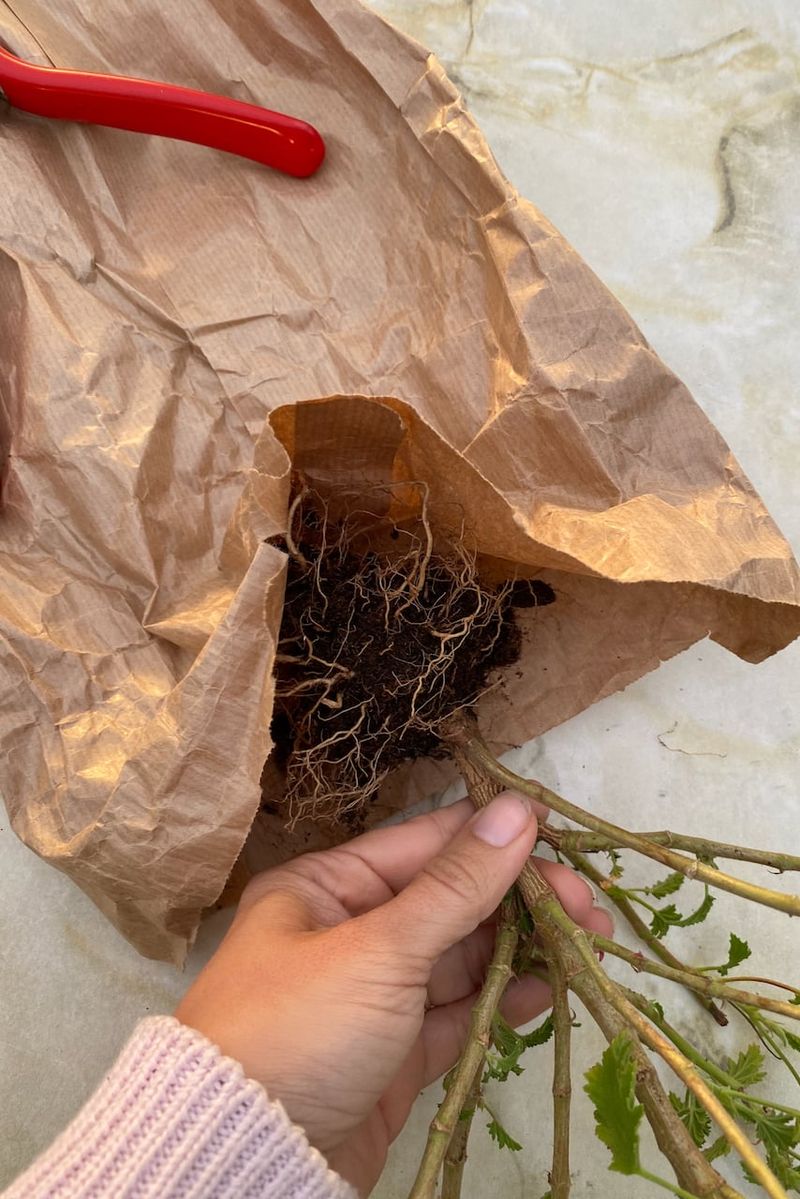 Shaking Off The Soil Prepares Roots For Dry Storage