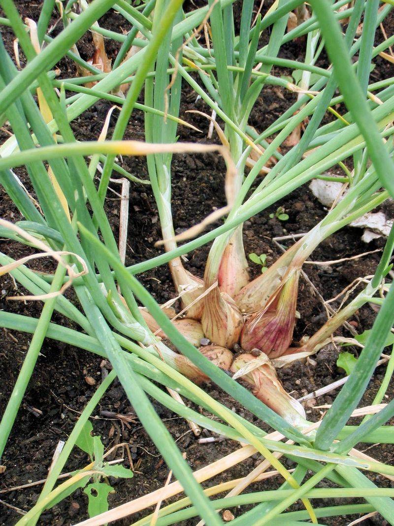 Shallots Can Be Planted In Fall For A Later Harvest